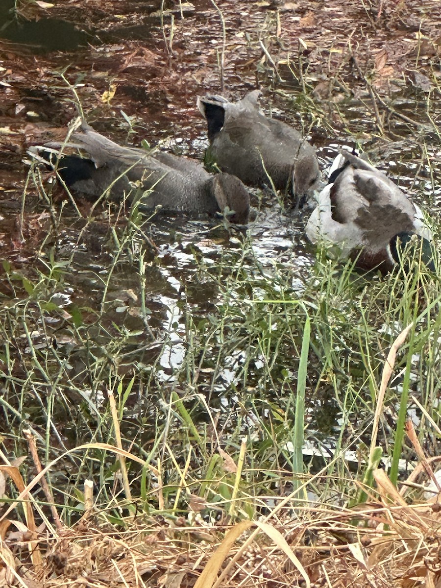 オカヨシガモ - ML645499954