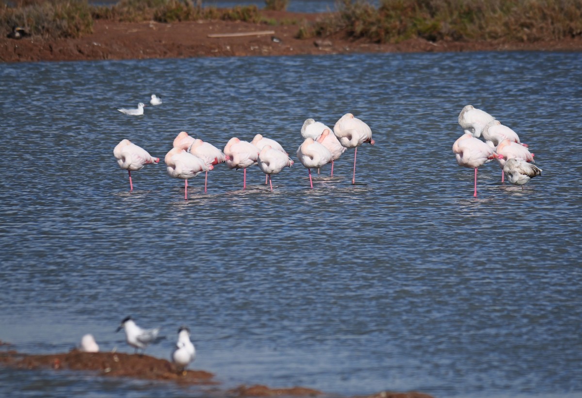 Greater Flamingo - ML645499961