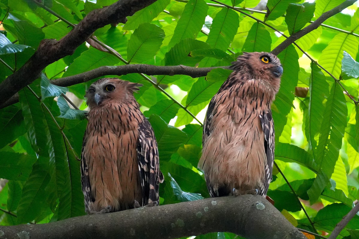 Grand-duc malais - ML645499963