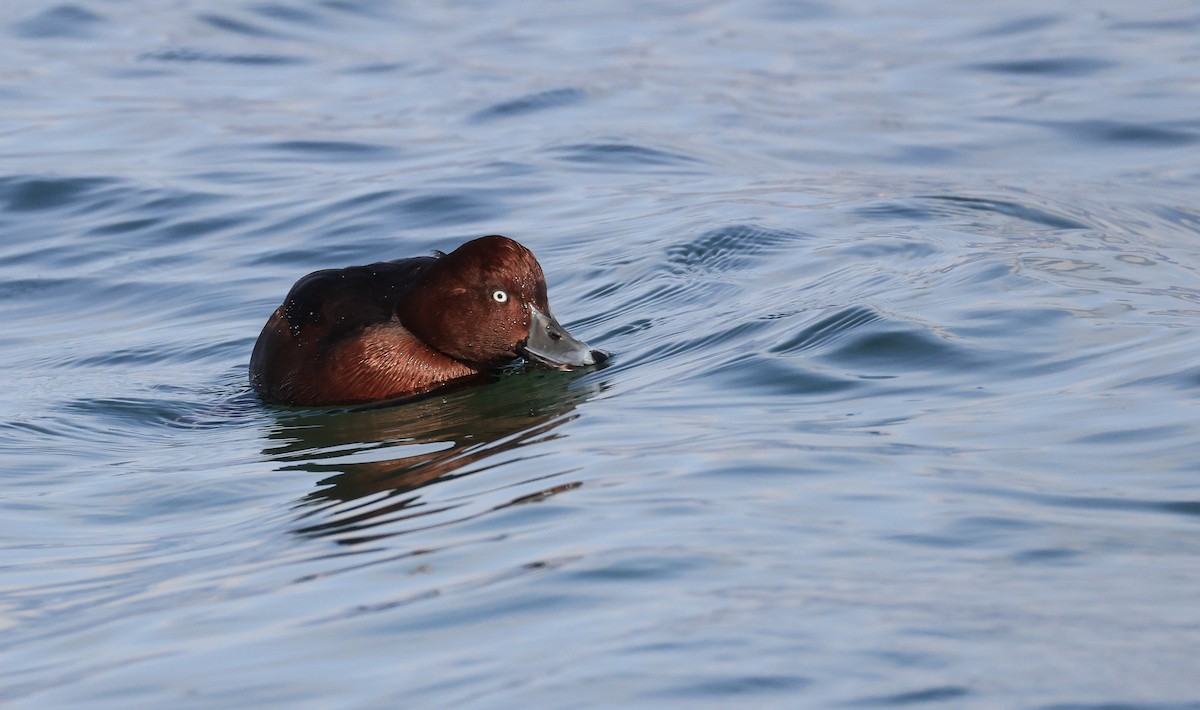Ferruginous Duck - ML645499967