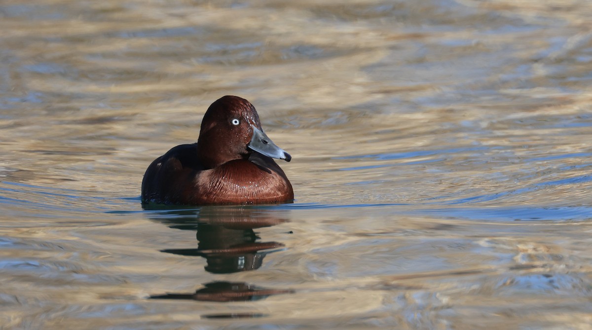 Ferruginous Duck - ML645499968
