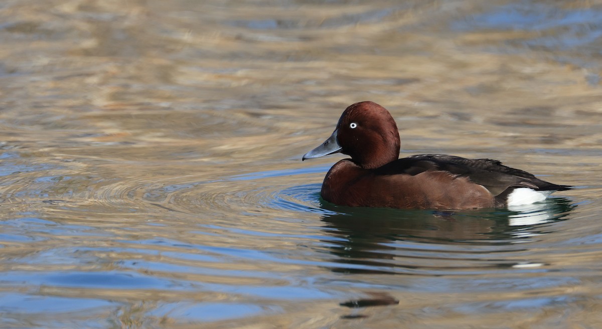 Ferruginous Duck - ML645499969