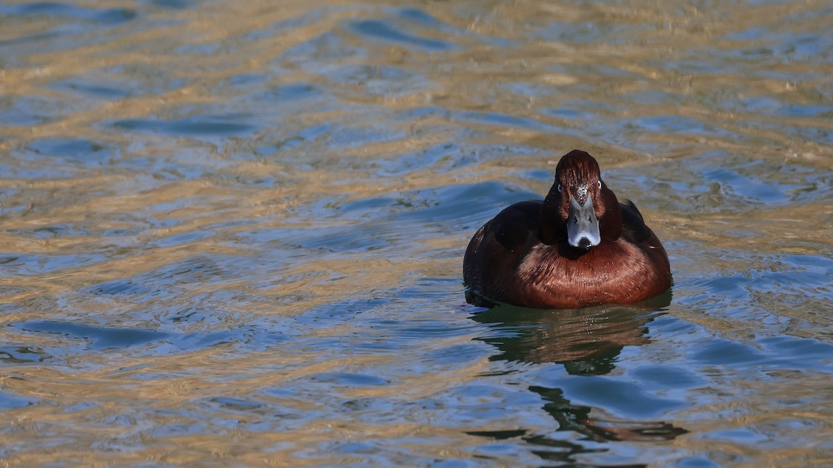 Ferruginous Duck - ML645499970