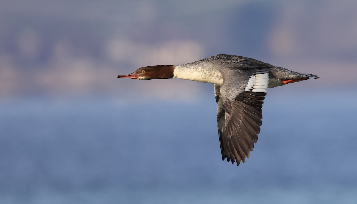 Common Merganser - ML645499972