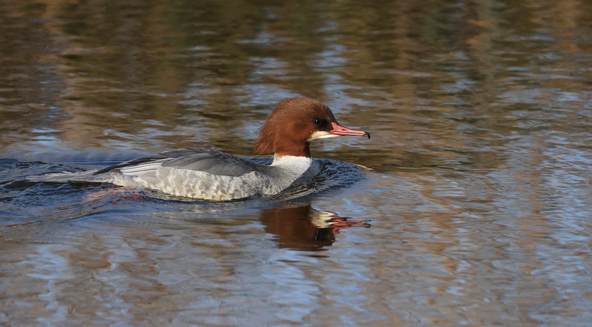 Common Merganser - ML645499973