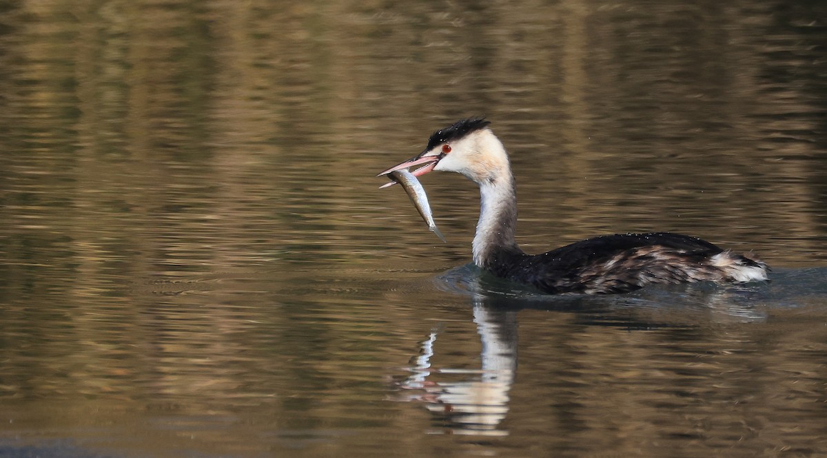 Great Crested Grebe - ML645499975