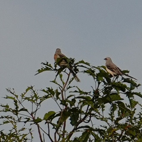 Tropikal Taklitçi - ML645499994