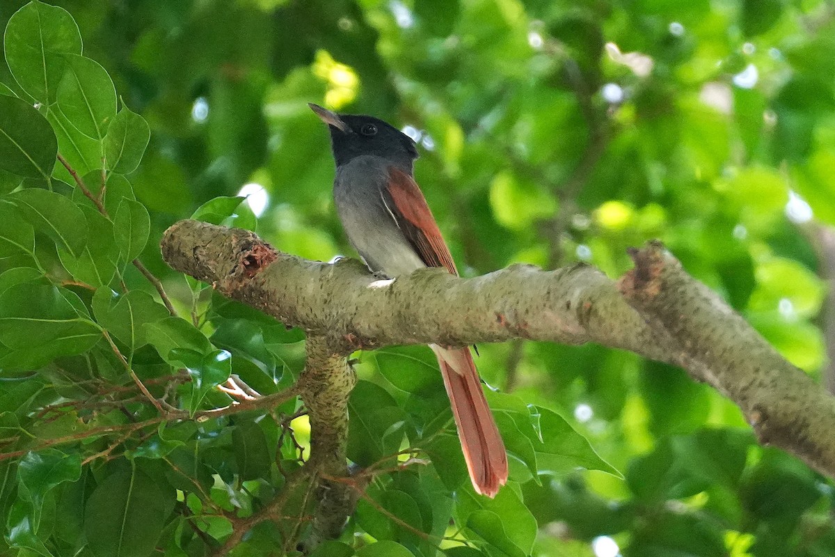 Tchitrec de Chine - ML645500001