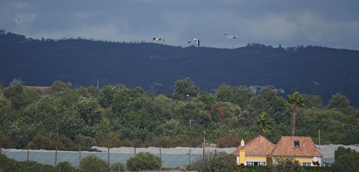 Greater Flamingo - ML645500002