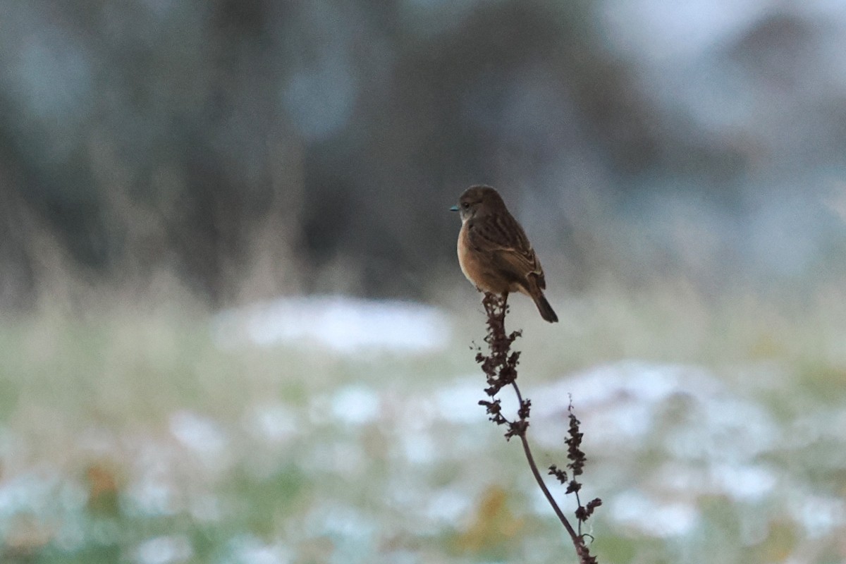 European Stonechat - ML645500003