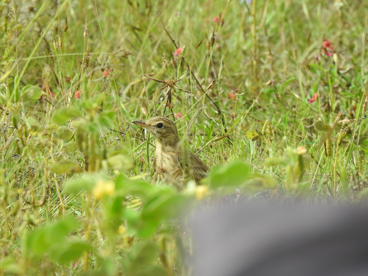 Paddyfield Pipit - ML645500004
