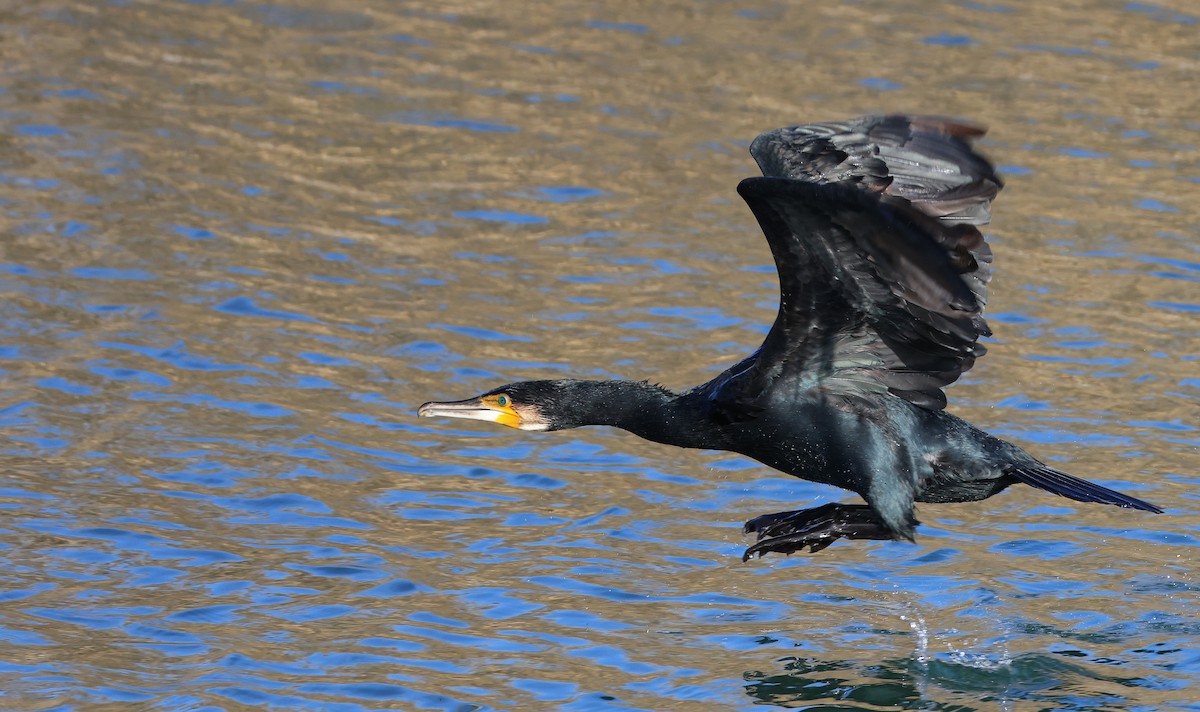 Great Cormorant - ML645500005