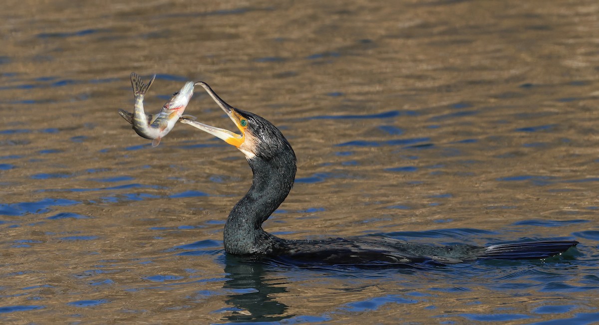 Great Cormorant - ML645500006