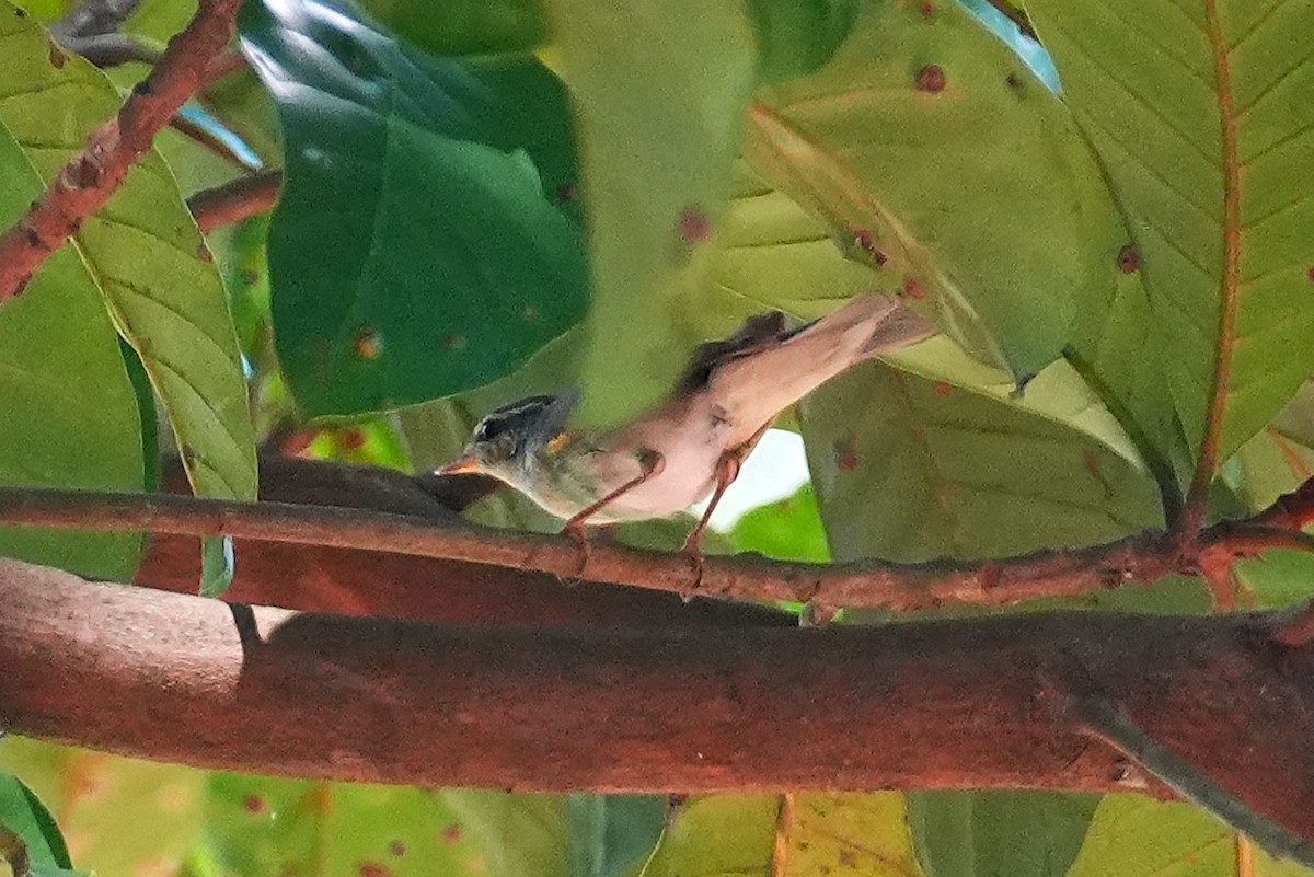 Pouillot boréal - ML645500010