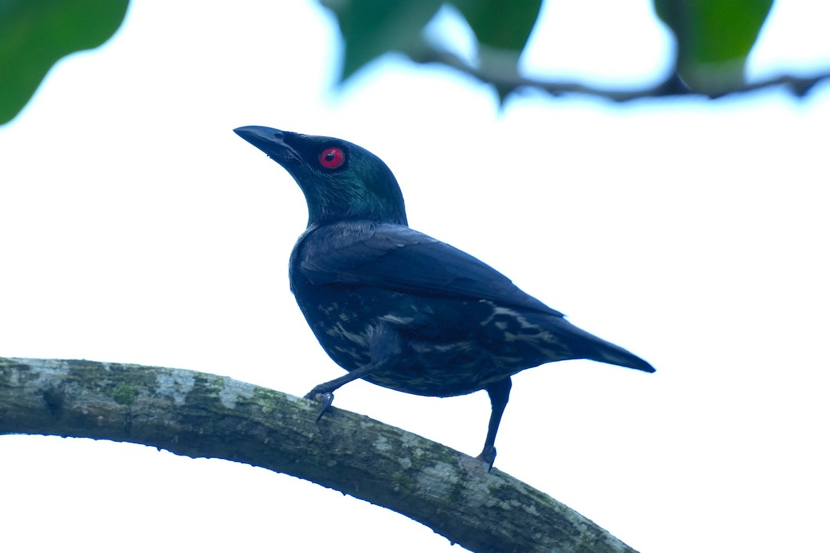 Stourne bronzé - ML645500013