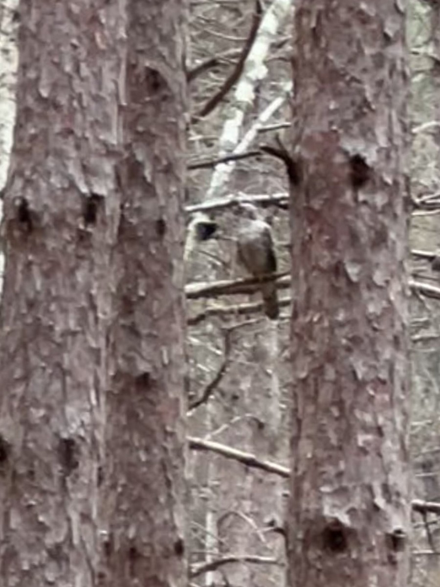 American Goshawk - ML645500043