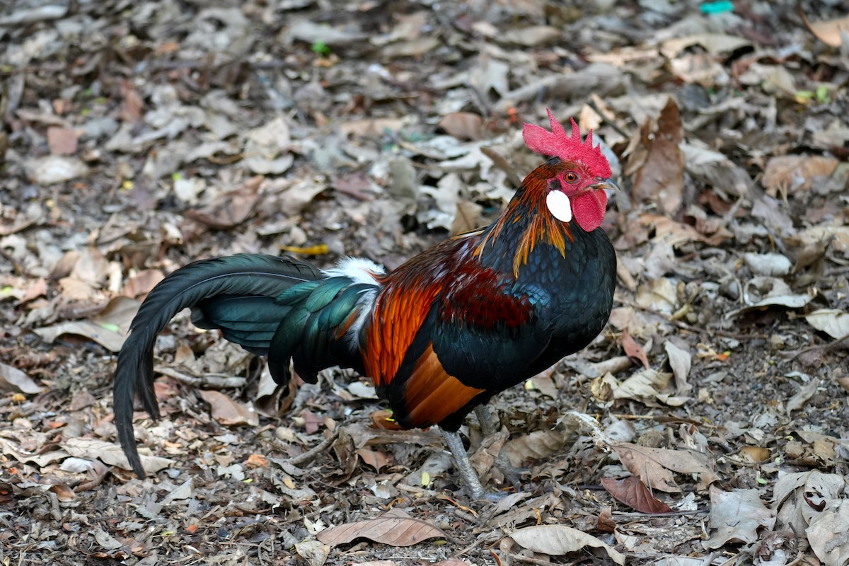 Coq bankiva - ML645500044