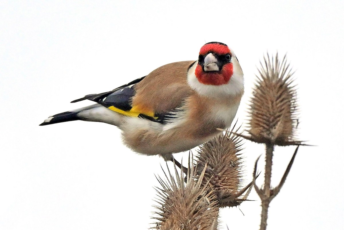 European Goldfinch - ML645500047