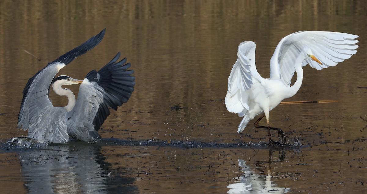 Great Egret - ML645500050