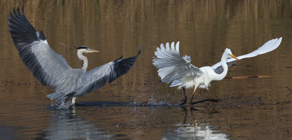 Great Egret - ML645500051