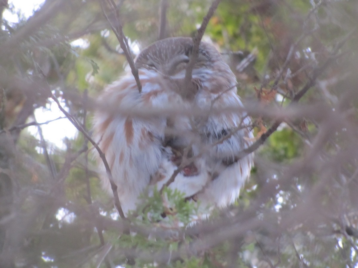 Northern Saw-whet Owl - ML645500055