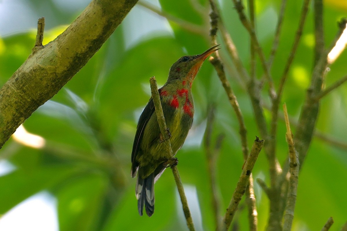 Souimanga siparaja - ML645500058