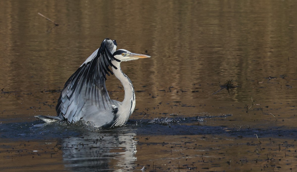 Gray Heron - ML645500059