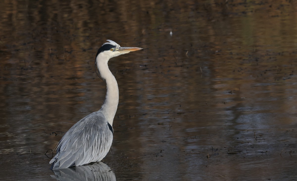 Gray Heron - ML645500060