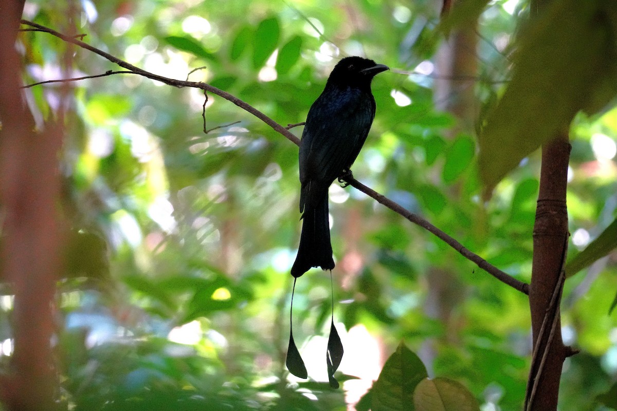 Drongo à raquettes - ML645500064