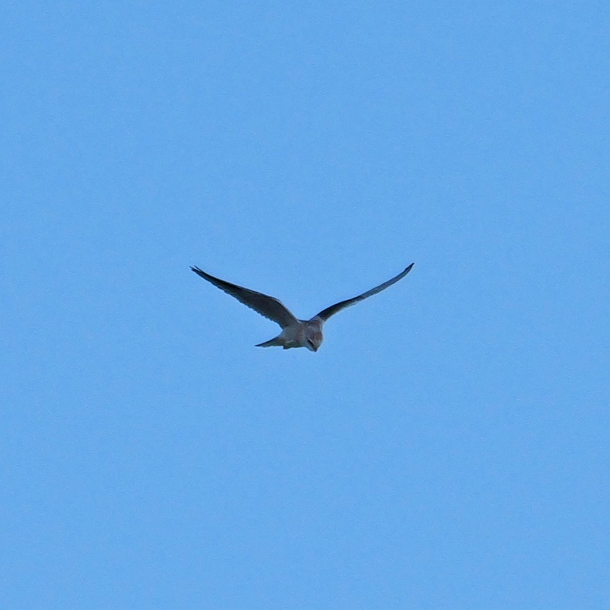 Black-winged Kite - ML645500066