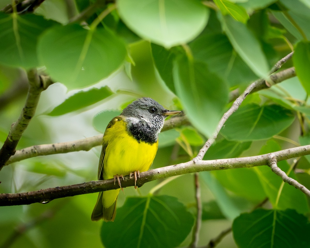 Цитринка чорновола - ML645500069