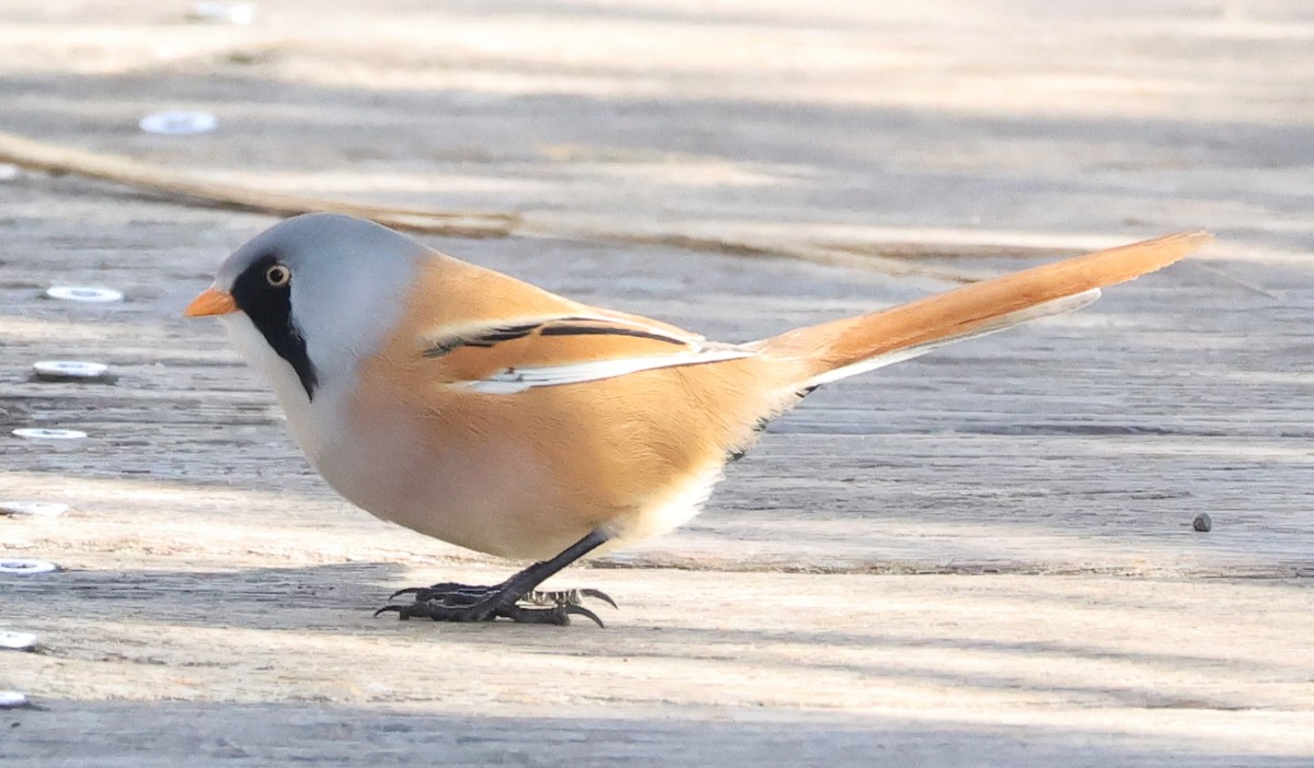 Bearded Reedling - ML645500070