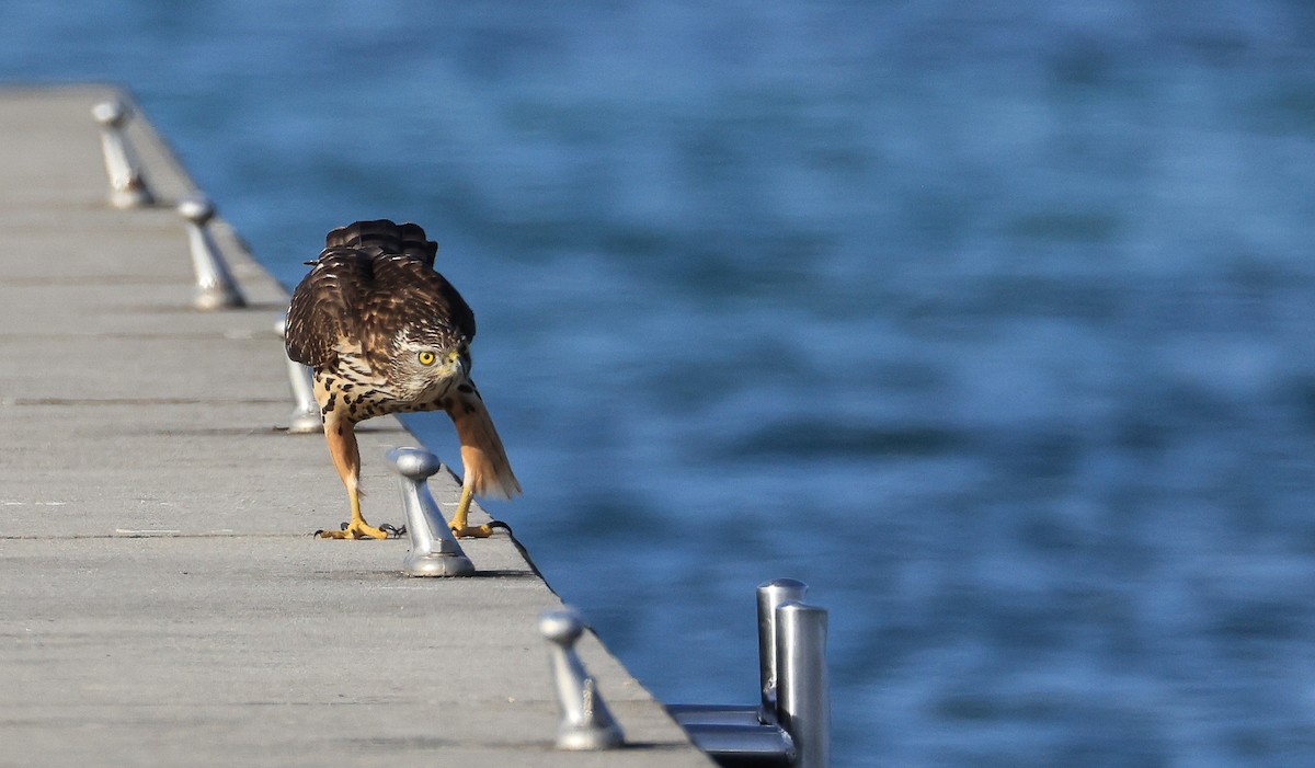 Тетеревятник - ML645500089