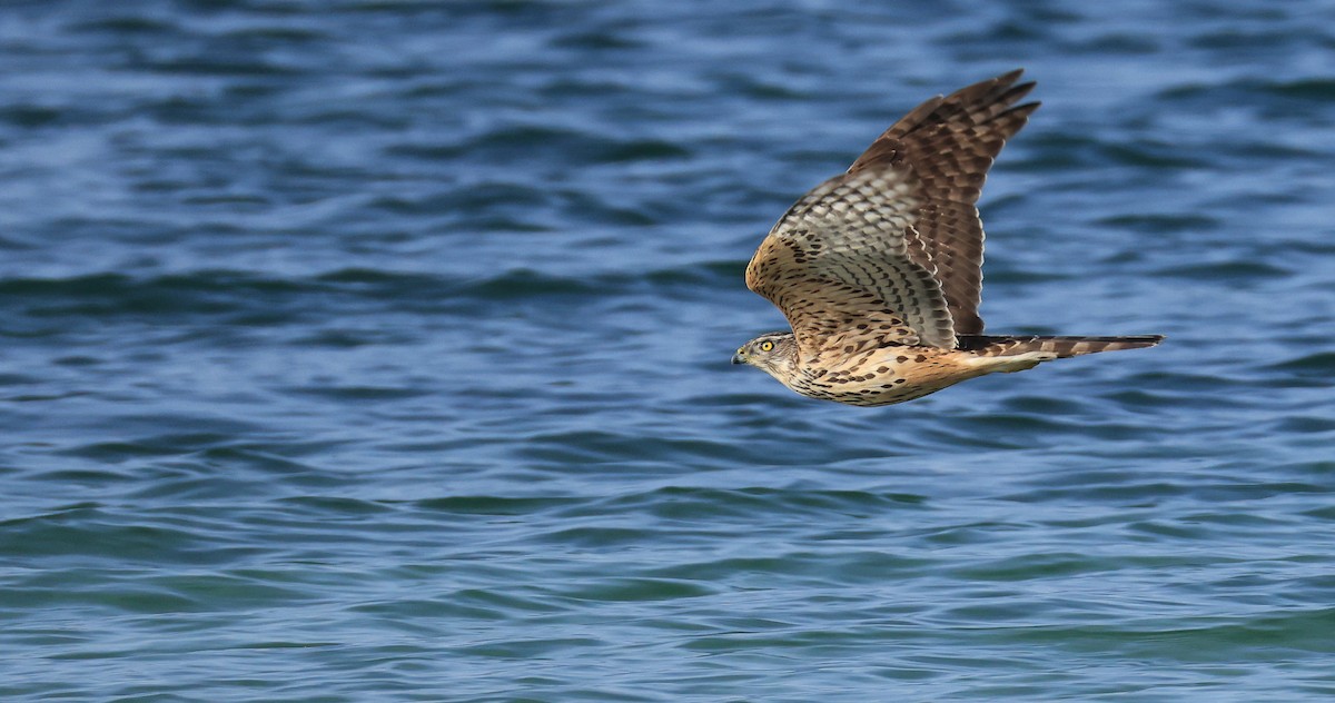 Тетеревятник - ML645500090