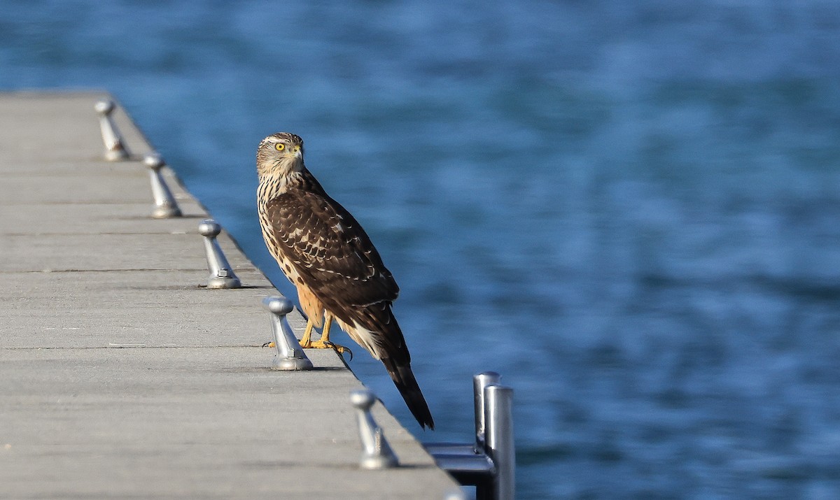 Тетеревятник - ML645500091