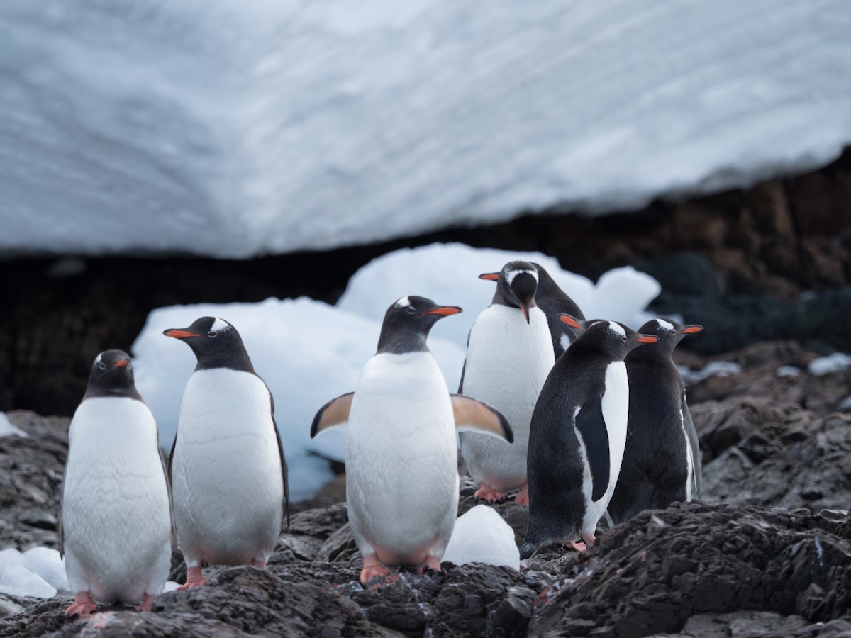 ジェンツーペンギン - ML645500115