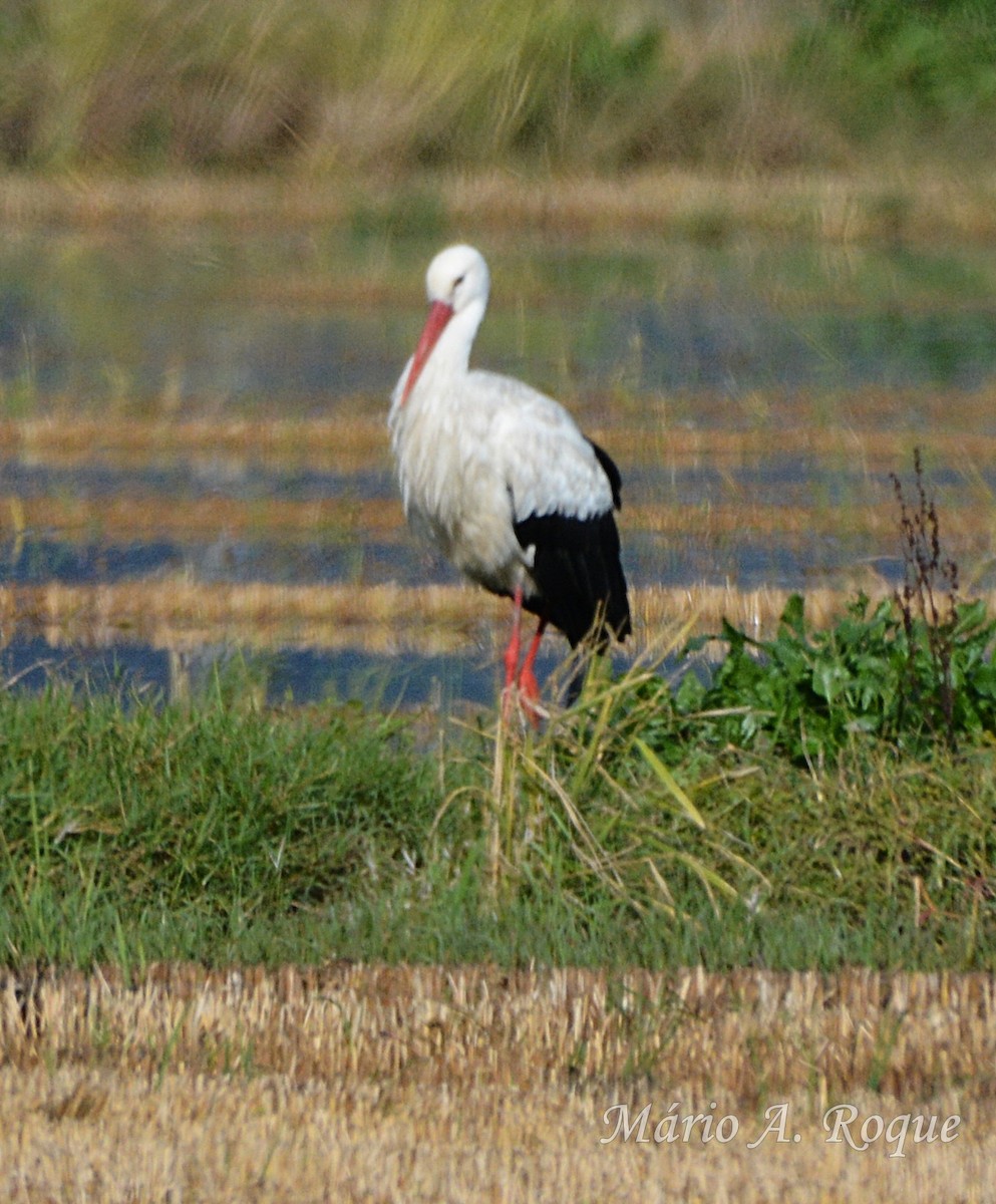 シュバシコウ - ML645500116