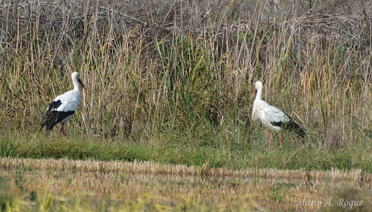 シュバシコウ - ML645500117