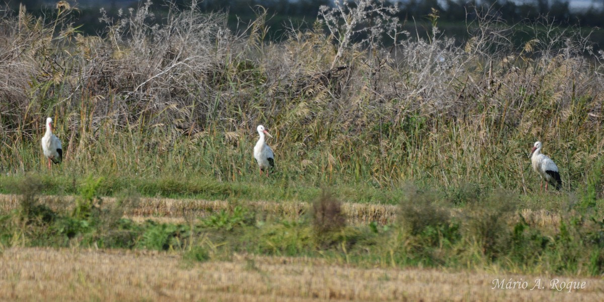 シュバシコウ - ML645500118