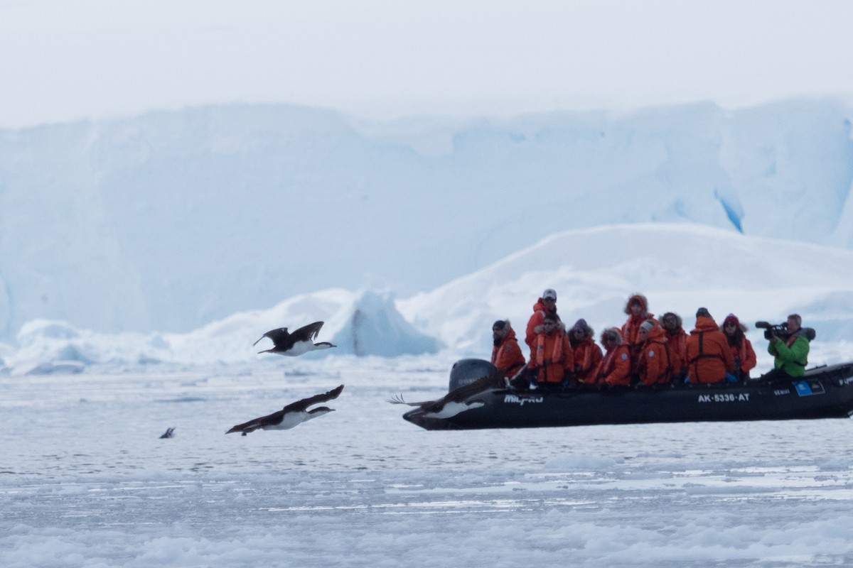 Imperial Cormorant - ML645500119