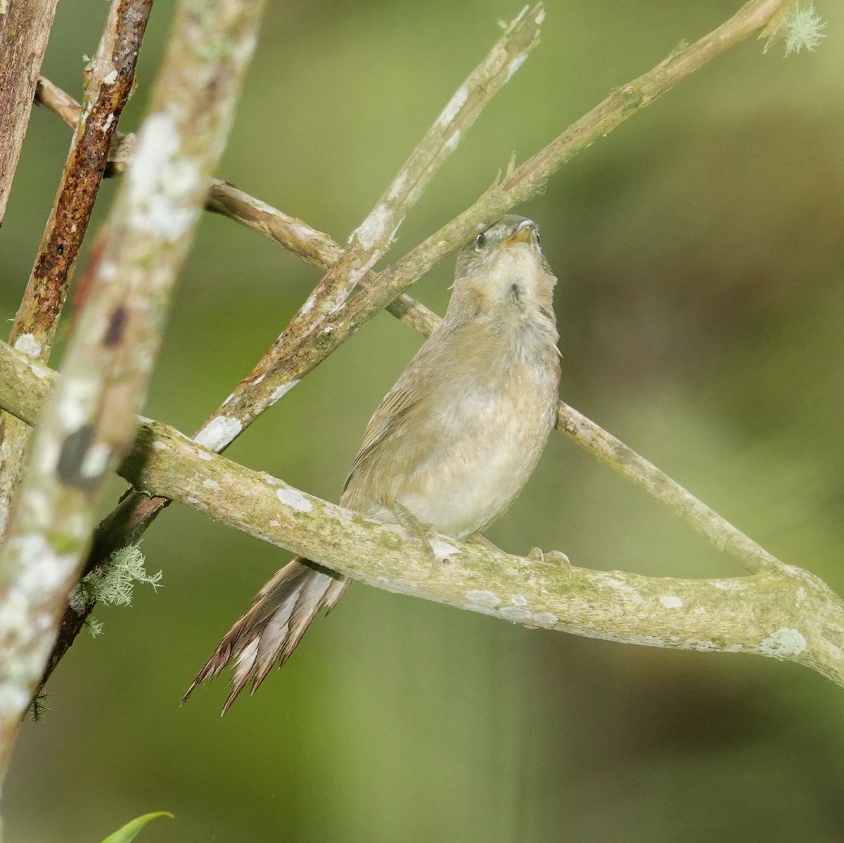 ムナジロオナガカマドドリ - ML645500120