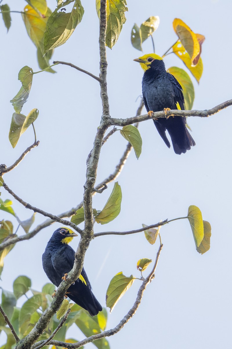 キガシラムクドリ - ML645500121