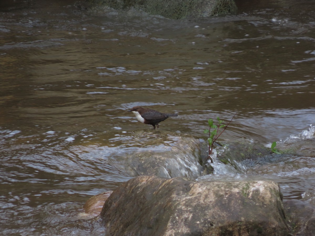 ムナジロカワガラス - ML645500122