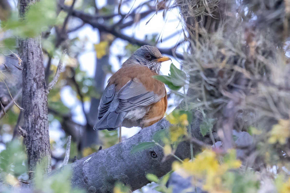 メキシココマツグミ - ML645500123
