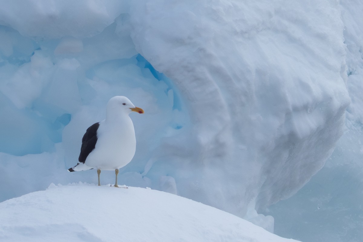 ミナミオオセグロカモメ - ML645500124