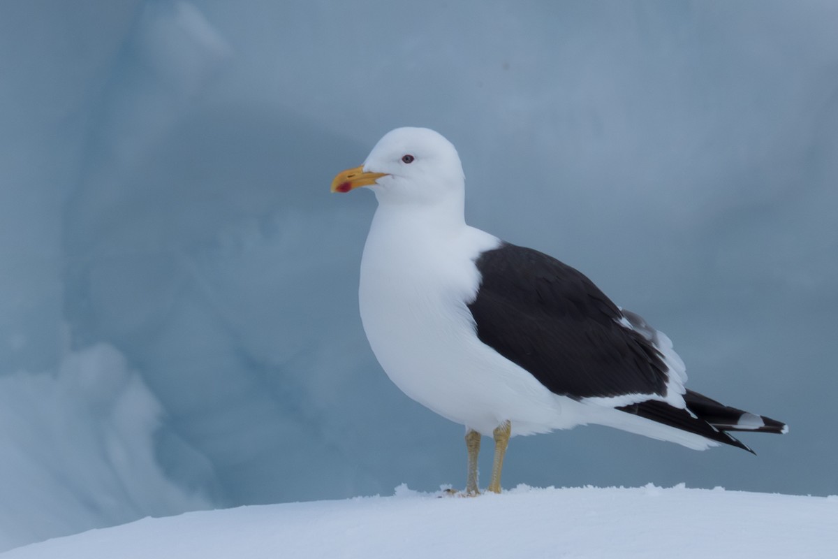 ミナミオオセグロカモメ - ML645500125