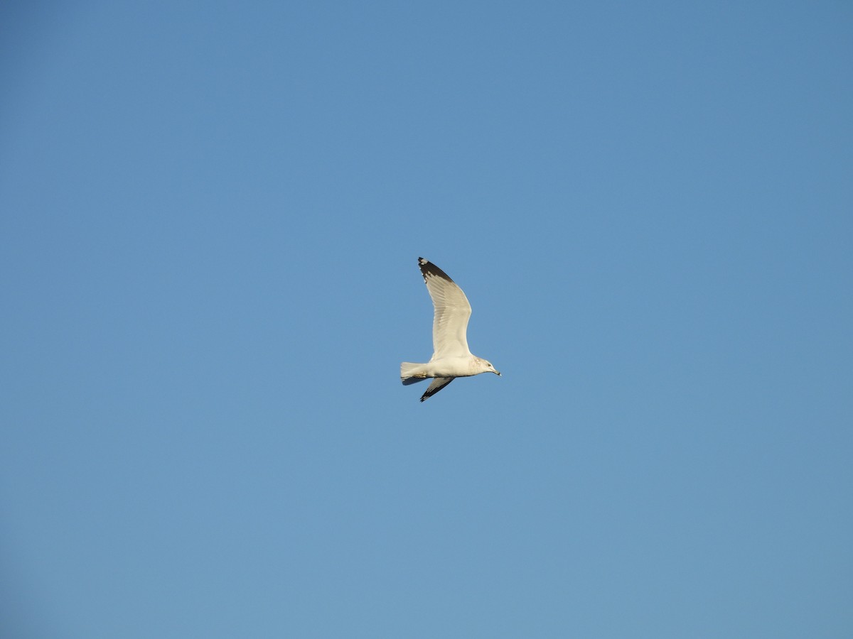 クロワカモメ - ML645500126