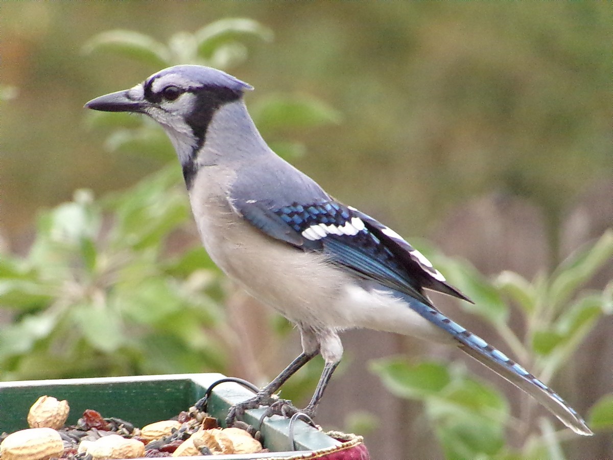 ホシムクドリ - ML645500127