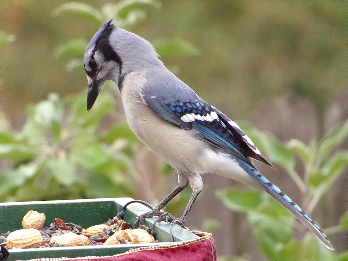 ホシムクドリ - ML645500128