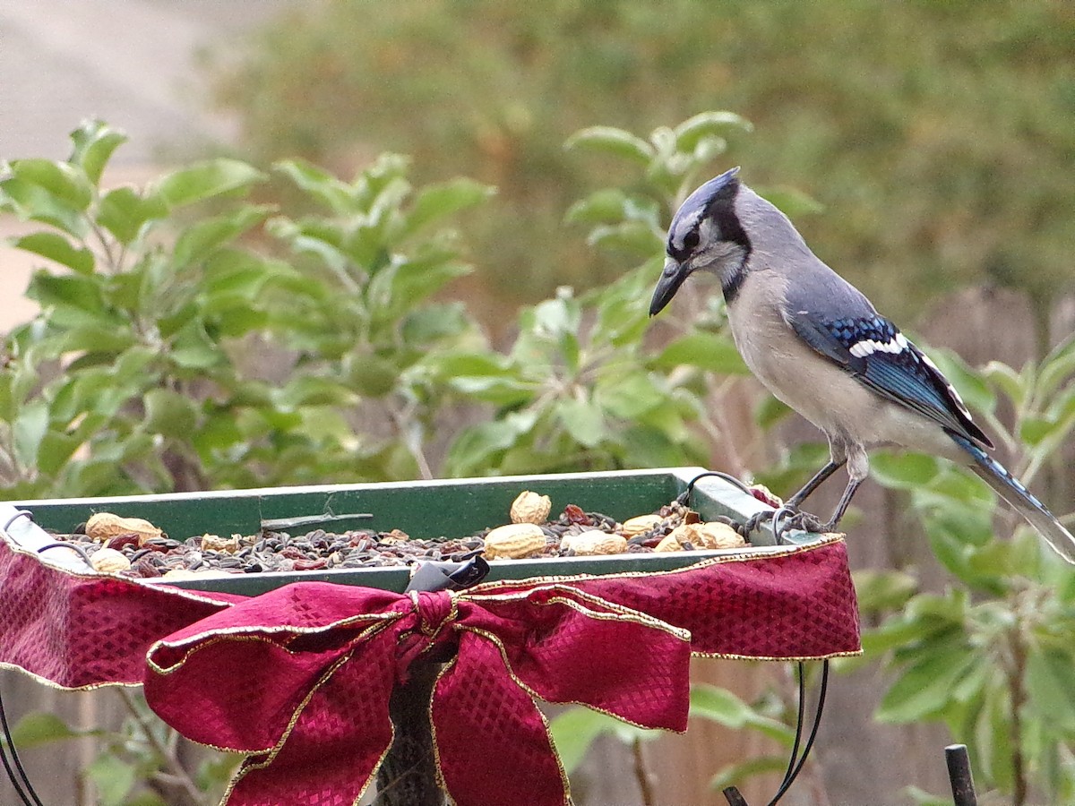 ホシムクドリ - ML645500130